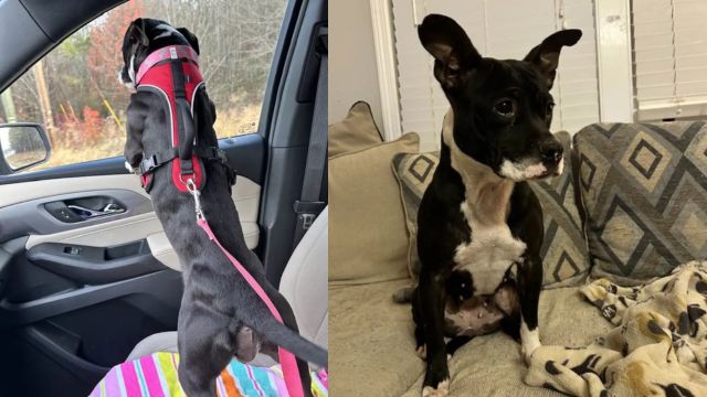 Abandoned Dog Left with 'Free' Sign in Small Kennel on North Carolina Highway