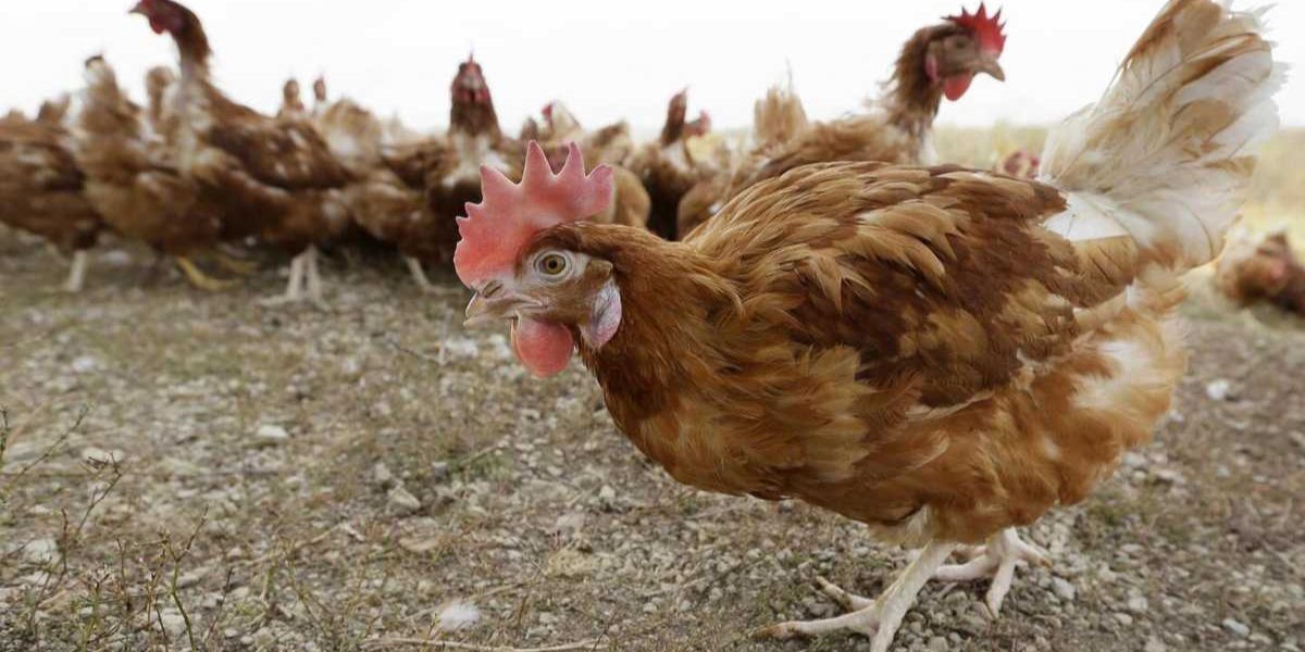 Bird Flu Outbreak Hits Georgia’s Commercial Poultry Flock, Officials Confirm