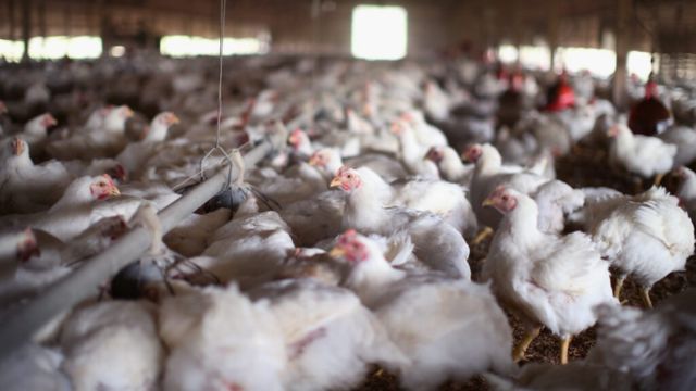 Bird Flu Outbreak Hits Georgia’s Commercial Poultry Flock, Officials Confirm