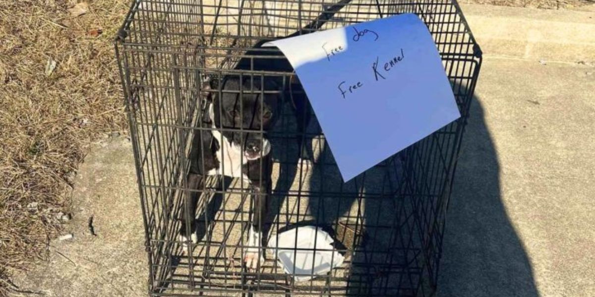 Abandoned Dog Left with 'Free' Sign in Small Kennel on North Carolina Highway