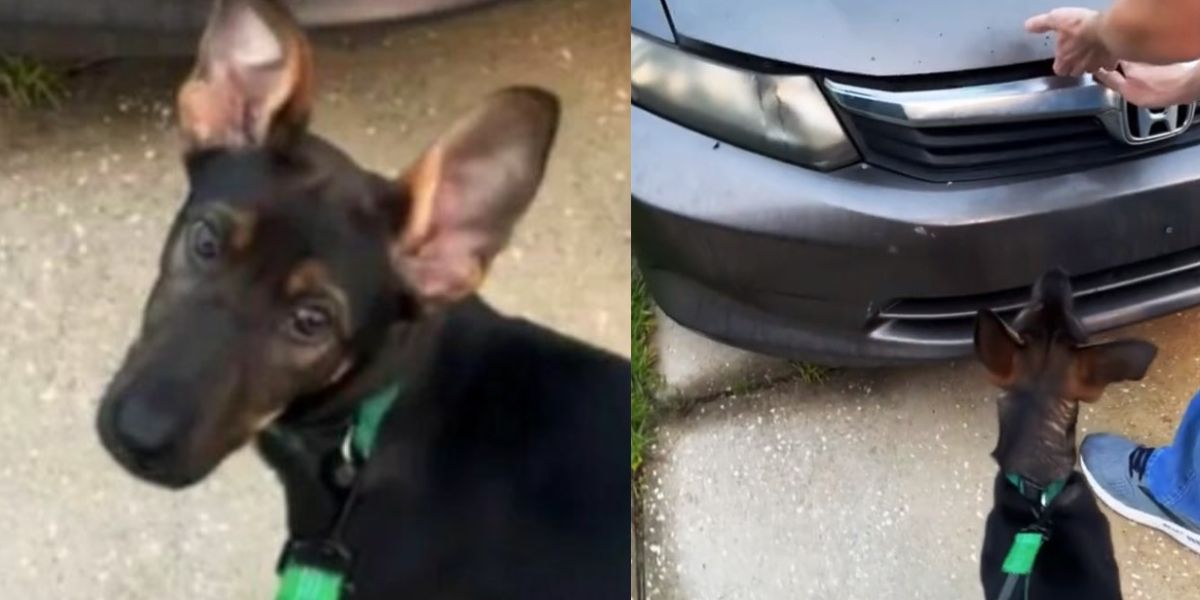 Alabama Owner Stunned by What He Discovers After Seeing His Dog Crying by His Car