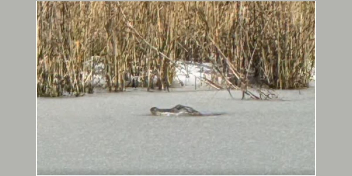 Alligator Found Frozen in Pond Amid Unusual South Carolina Snowstorm