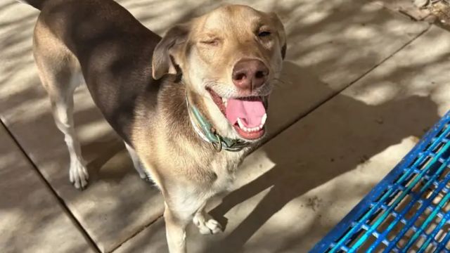 Arizona Shelter Staff Stunned After Finding Dog Tied in Lot with Heartbreaking Letter 