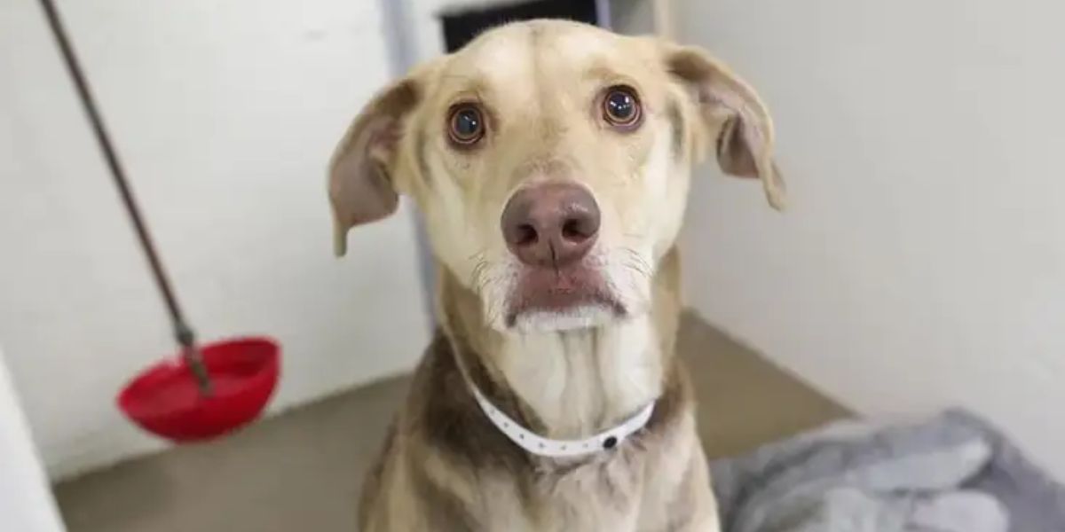 Arizona Shelter Staff Stunned After Finding Dog Tied in Lot with Heartbreaking Letter