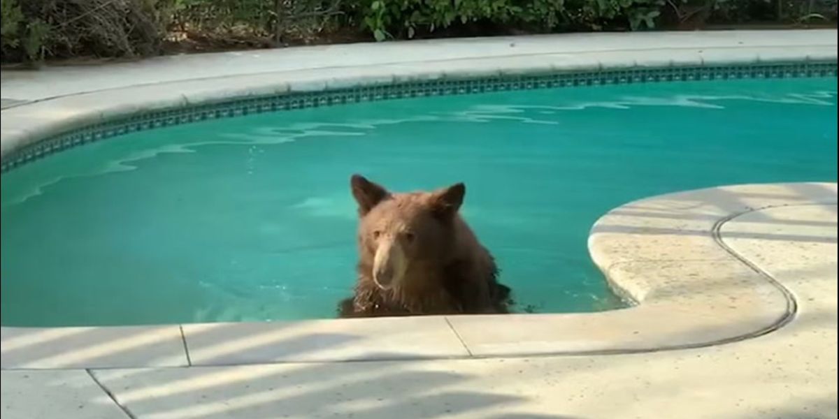 Bear Enjoys Late-Night Swim in California Family's Pool Despite the Cold