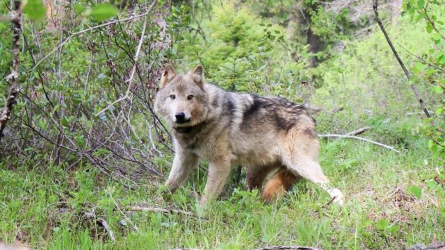 CPW Releases 15 New Wolves and Reintroduces 5 from the Copper Creek Pack