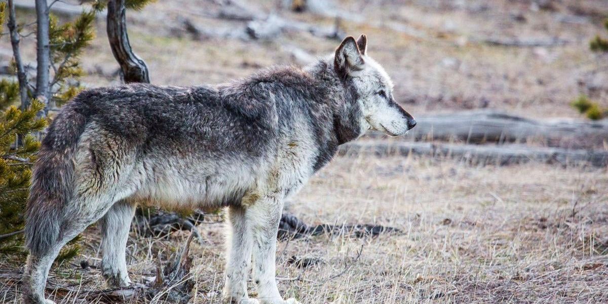 CPW Releases 15 New Wolves and Reintroduces 5 from the Copper Creek Pack