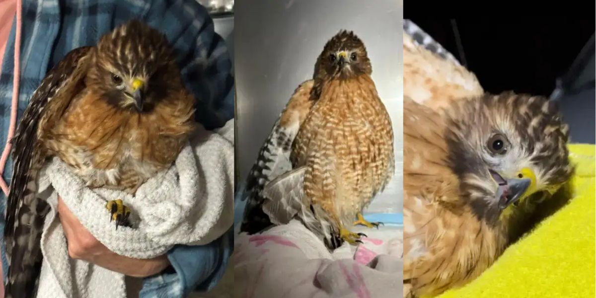 Survivor Hawk Travels Nearly 600 Miles in Truck Grill, Makes it to South Carolina