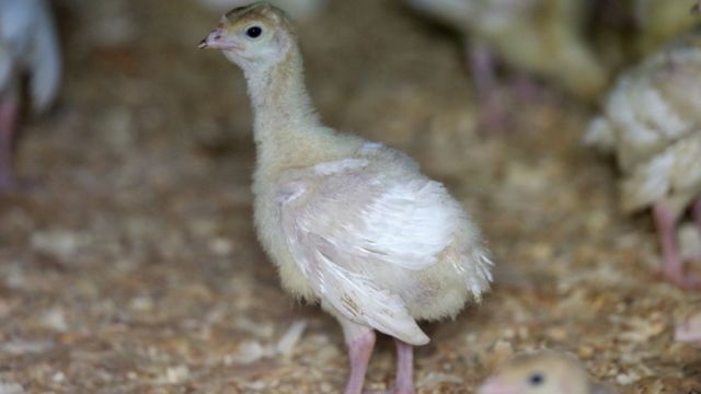 Georgia's First Commercial Flock Infected by Bird Flu Amid Widespread U.S. Outbreak