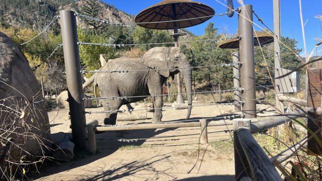 Legal Setback for Elephant Rights: Colorado Court Declines Freedom for Zoo Animals