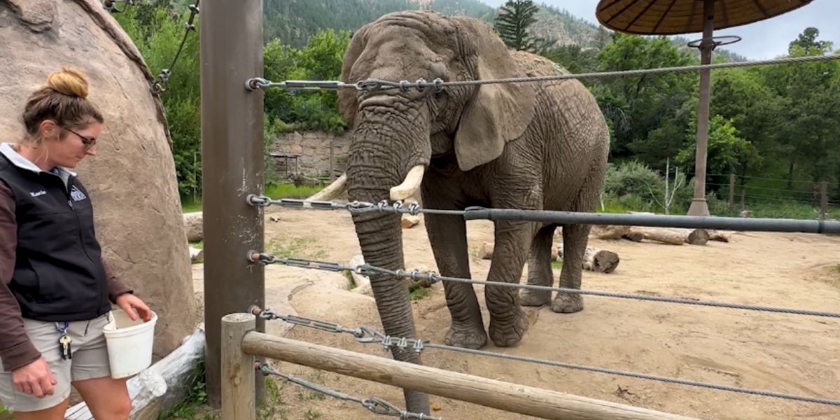 Legal Setback for Elephant Rights: Colorado Court Declines Freedom for Zoo Animals