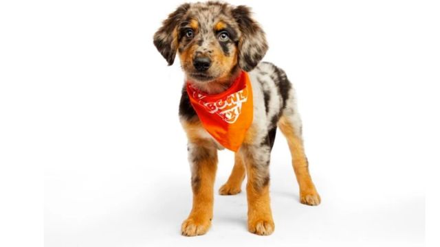 Meet 'Saquon Barky' Rescue Pup from Philadelphia Set to Play in 2025 Puppy Bowl