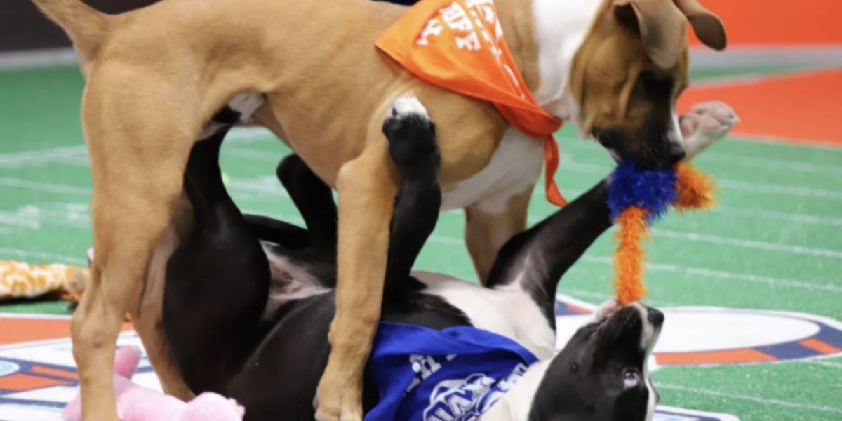 Meet 'Saquon Barky' Rescue Pup from Philadelphia Set to Play in 2025 Puppy Bowl