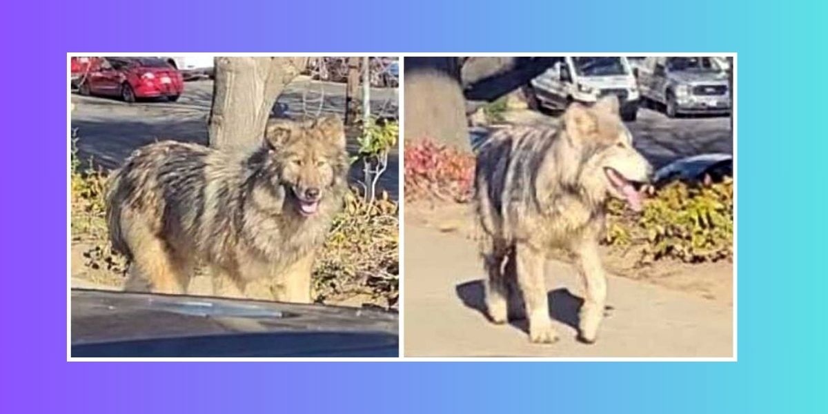 Wolf Dogs on the Loose in Sacramento, Prompting Safety Concerns for Local Community