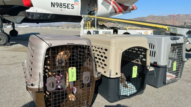 North Texas Welcomes Over 100 Shelter Pets Relocated from California Wildfires