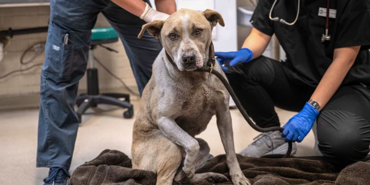 North Texas Welcomes Over 100 Shelter Pets Relocated from California Wildfires