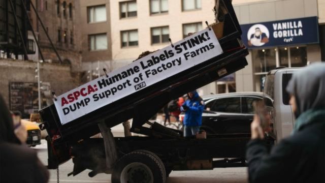 PETA Faces Cold Snap as Manure Protest Outside ASPCA NYC Office Runs Into Trouble