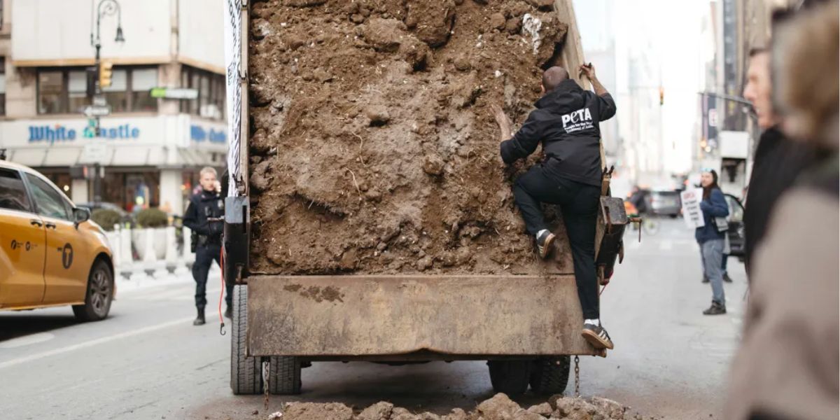 PETA Faces Cold Snap as Manure Protest Outside ASPCA NYC Office Runs Into Trouble