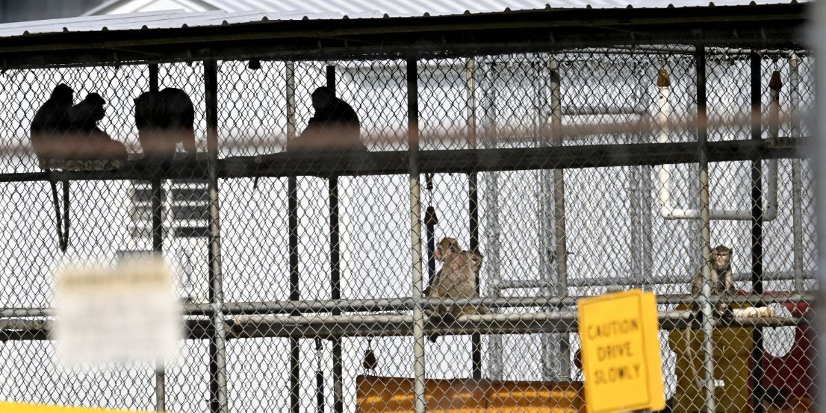 South Carolina 43 Research Monkeys That Escaped Facility Now Back in Custody