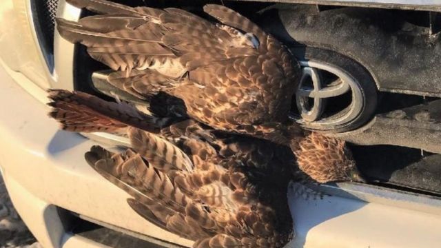 Survivor Hawk Travels Nearly 600 Miles in Truck Grill, Makes it to South Carolina