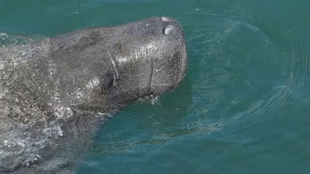 Winter Storms in Florida Cause Manatees to Cluster Near Warm Power Plant Waters