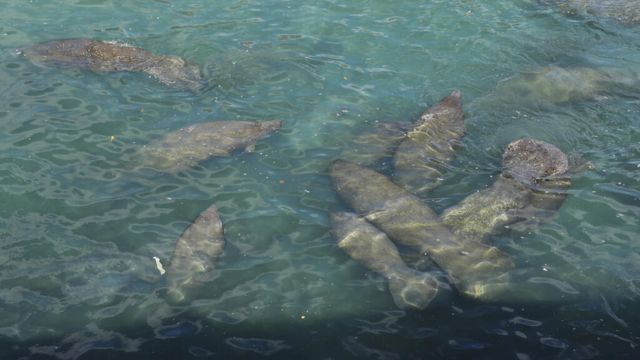 Winter Storms in Florida Cause Manatees to Cluster Near Warm Power Plant Waters