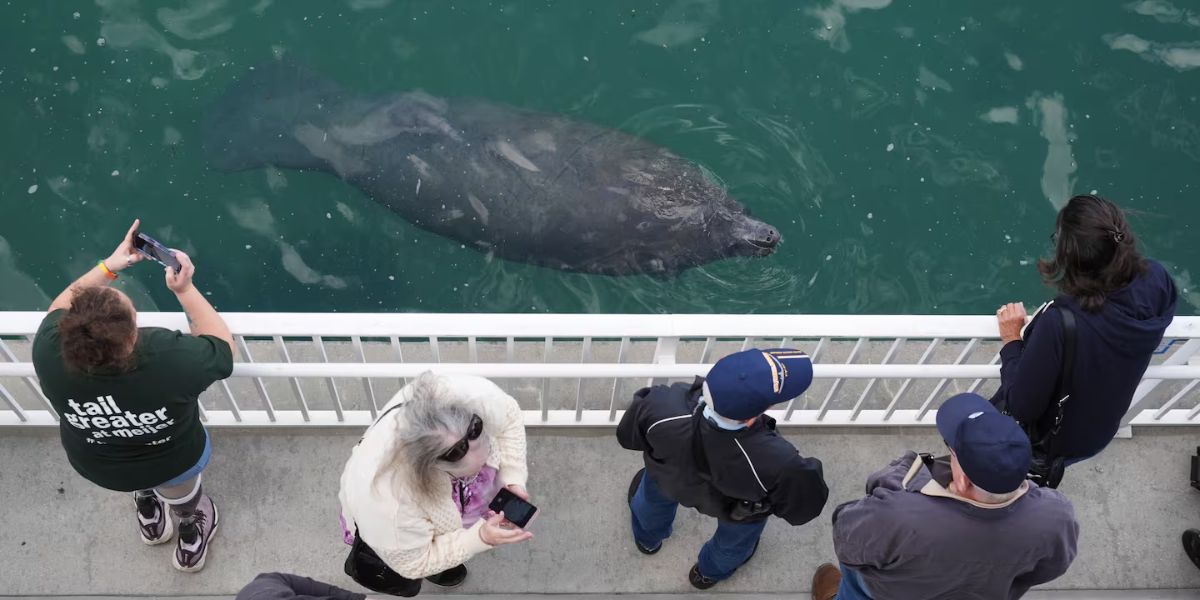 Winter Storms in Florida Cause Manatees to Cluster Near Warm Power Plant Waters