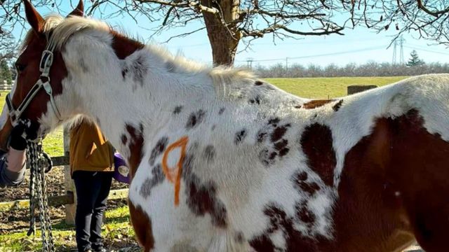 Woman in California Taken into Custody After 27 Horses Found Dead on Her Property