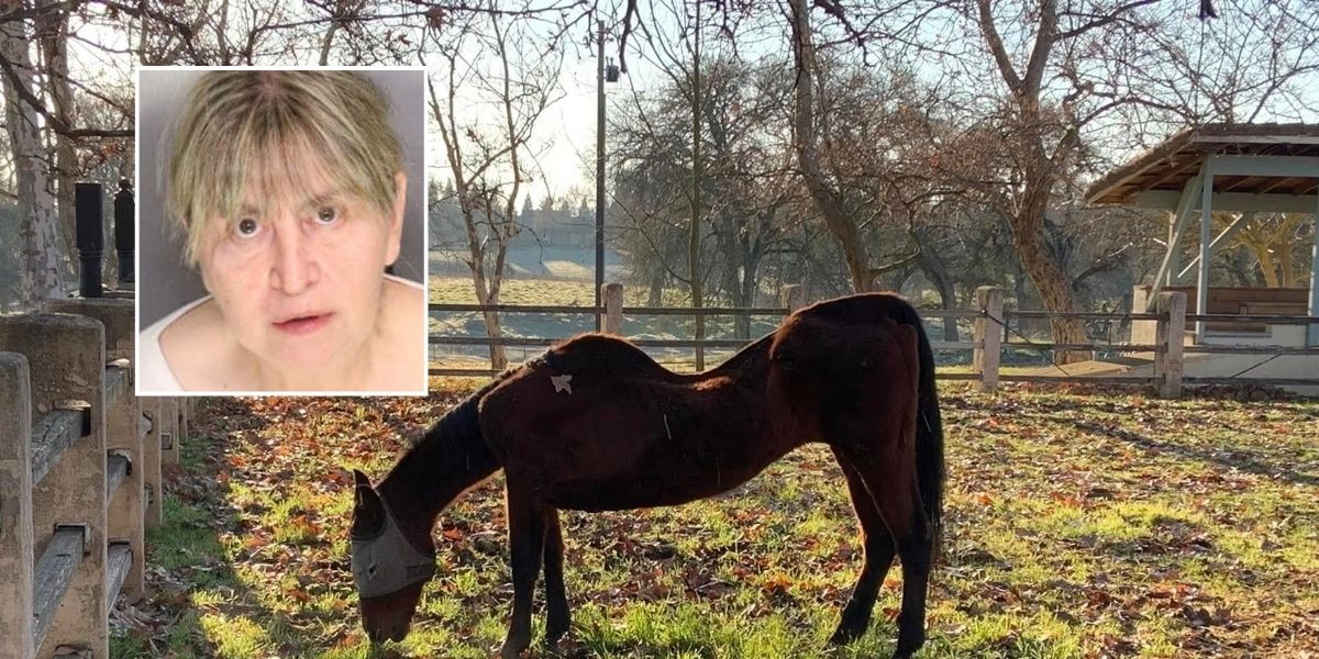 Woman in California Taken into Custody After 27 Horses Found Dead on Her Property