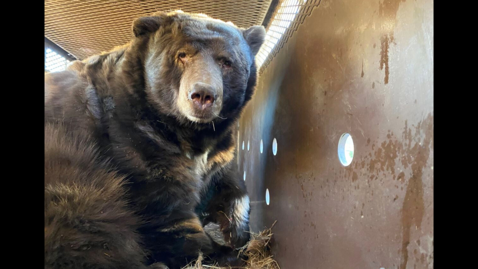 Wildlife Officials Safely Remove 525-Pound Bear From Home After Eaton Fire Evacuations