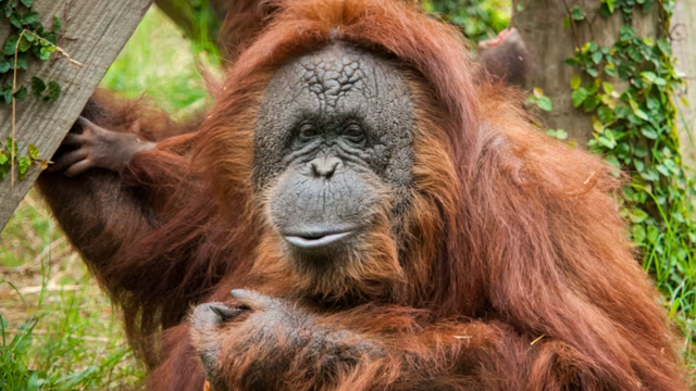 Beloved 52-Year-Old Orangutan Passes Away at Houston Zoo