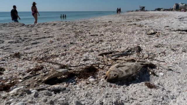 Florida Gulf Coast Faces Health Risks as Red Tide Triggers New Warnings