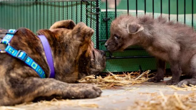 From Orphaned to Loved: Wolf Pup Forms Special Bond with Shelter Dog at Kansas Zoo