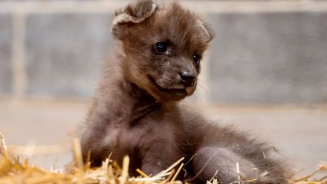 From Orphaned to Loved: Wolf Pup Forms Special Bond with Shelter Dog at Kansas Zoo