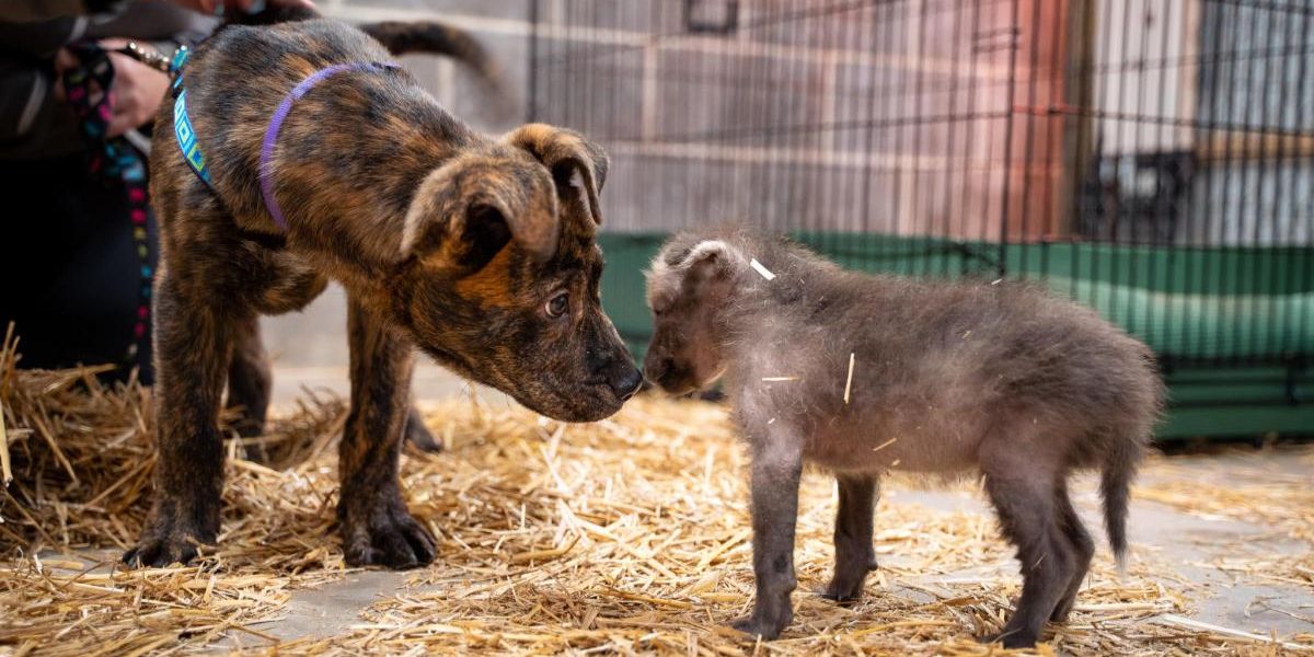 From Orphaned to Loved Wolf Pup Forms Special Bond with Shelter Dog at Kansas Zoo