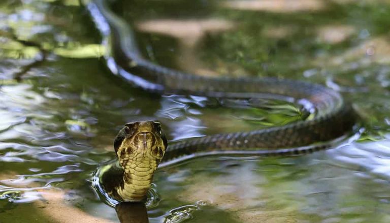 Iowa’s Most Snake-Infested Lakes Spots to Steer Clear of This Summer!