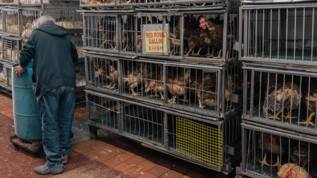 New York City Suspends Live Bird Market Operations Due to Bird Flu Threat