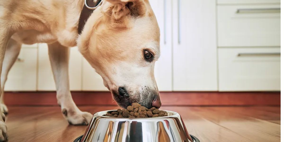 Salmonella Concerns Lead to Major Recall of Popular Dog Food Brands