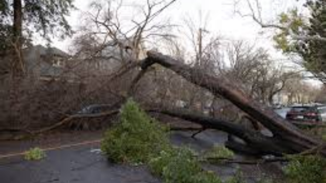 Sacramento Storm Cleanup: Where Do Fallen Trees Go?