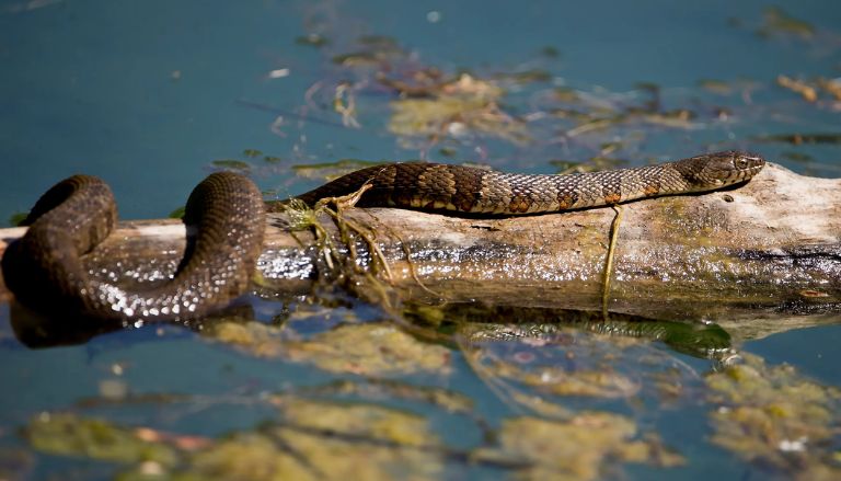 Watch Out These Snake-Infested Areas in Virginia Could Be Closer Than You Think