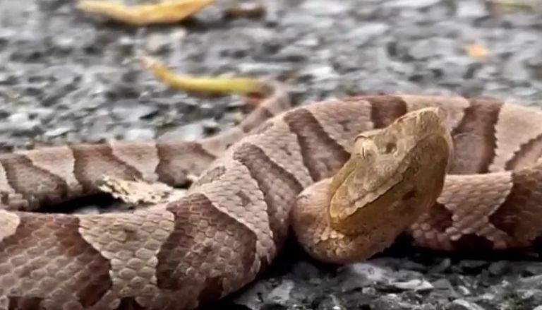 Where in Pennsylvania You Can Find the Most Snakes. Is Your Town on the List