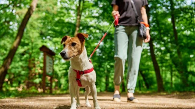 Angry Dog In This What New Jersey’s New Pets Feeder Law Means for Your Pet’s Health