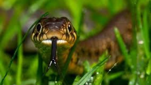 Iowa’s Top Snake-Infested Lakes: The Places You Should Avoid This Summer!