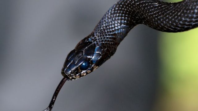 The Most Snake-Infested Areas in Pennsylvania: Is Your Town on the List?