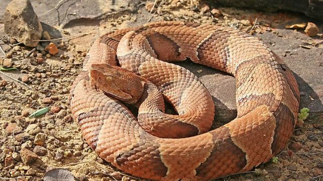 The Most Snake-Infested Areas in Pennsylvania Is Your Town on the List