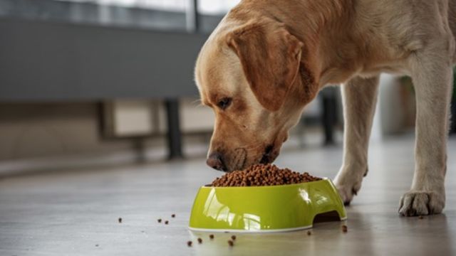 Understanding Alabama’s New Pet Feeder Law: A Must-Read for Pet Owners