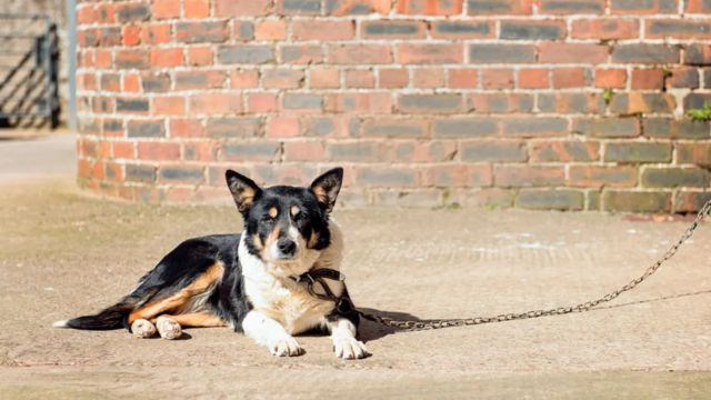 Understanding Texas New Pet Feeder Law A Must-Read for Pet Owners