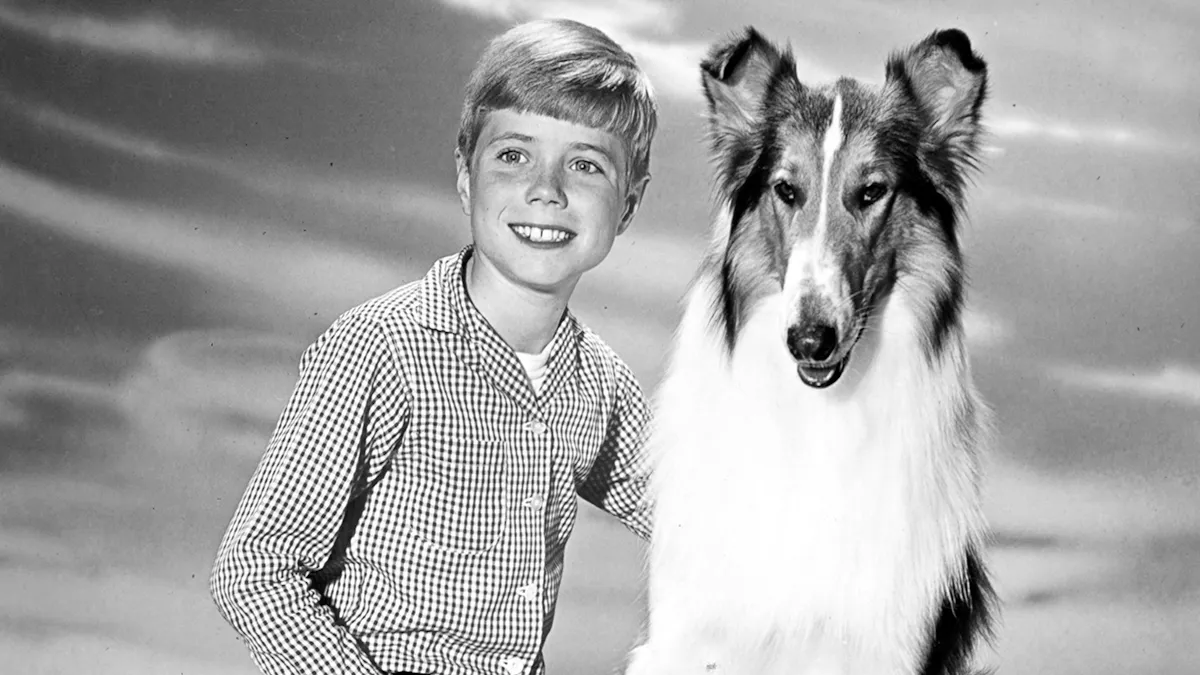 The Rise and Fall of Tommy Rettig: Lassie Star’s Struggles After Fame