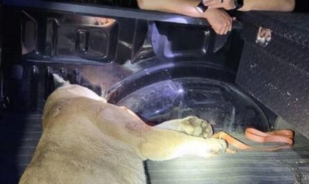 Mountain Lion Struck and Killed on Arkansas Highway — First Confirmed Death Since 2024