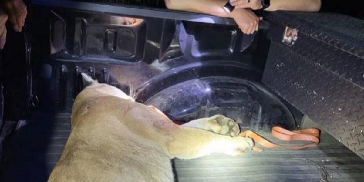 Mountain Lion Struck and Killed on Arkansas Highway — First Confirmed Death Since 2024